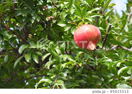 ザクロ（石榴） 95015313