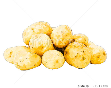 秋に旬を迎えるじゃがいものリアルなイラスト素材 95015360