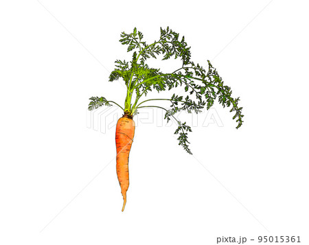 秋に旬を迎える人参のリアルなイラスト素材 95015361