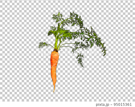 Realistic illustrations of carrots that are in season in autumn 95015361