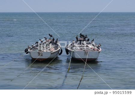 ペルー ピスコの漁船と海鵜 95015599