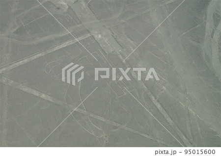 ペルー  ナスカの地上絵のオウム 95015600