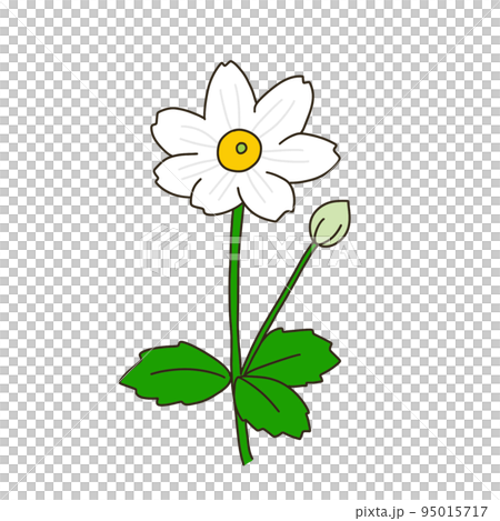 Shumayigiku 95015717