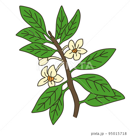 モッコク 95015718