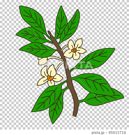 モッコク 95015718