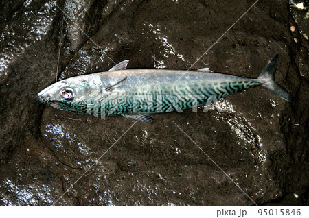 釣れた鯖を海食棚に寝かせて撮った 釣れた鯖を海食棚に寝かせて撮った 95015846