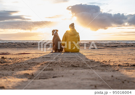 a german boxer dog sitting on the seashore during sunset with owner blonde girl team partner friend sweden melbystrand 95016004