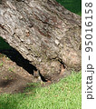 アメリカ_公園_リス_squirrel_正面 95016158