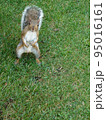 アメリカ_公園_リス_squirrel_正面_立姿 95016161