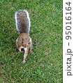 アメリカ_公園_リス_squirrel_正面 95016164