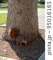 アメリカ_公園_リス_squirrel_茶色 95016165
