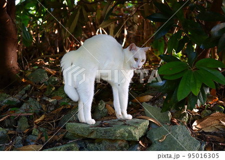 あっかんべー　猫　猫背　白猫　野良猫　保護猫 95016305