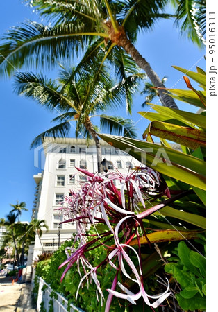 ハワイの休日 ハワイの休日 95016311