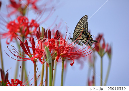 埼玉県比企郡川島町吹塚 越辺川土手の曼珠沙華(彼岸花)とアゲハ蝶 埼玉県比企郡川島町吹塚 越辺川土手の曼珠沙華(彼岸花)とアゲハ蝶 95016559