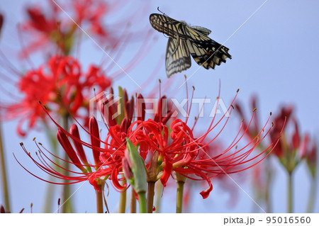 埼玉県比企郡川島町吹塚　越辺川土手の曼珠沙華（彼岸花）とアゲハ蝶 95016560