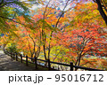 モミジの美しい登山道 95016712