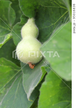 かわいいひょうたんの実 かわいいひょうたんの実 95016836
