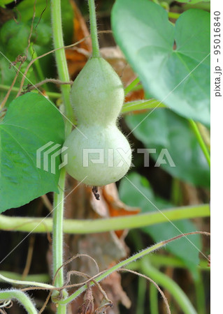 かわいいひょうたんの実 95016840