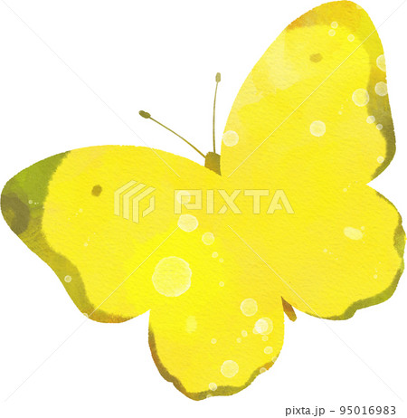 モンキチョウのイラスト素材のイラスト素材 [95016983] - PIXTA