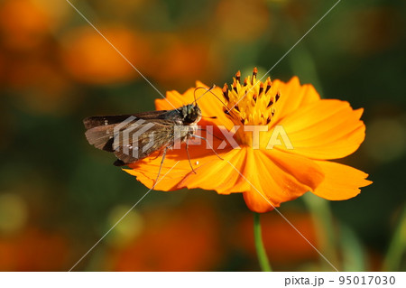 日本の秋の庭に咲くオレンジ色のキバナコスモスの花の蜜を吸うイチモンジセセリ蝶 95017030