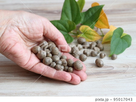 Bulbils harvested in autumn from Chinese yam, lat. Dioscorea opposita in gardener s hand 95017043