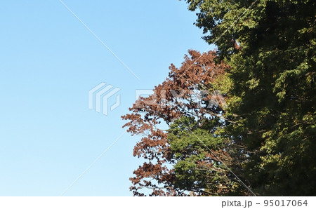 各地の公園や山林で紅葉と見間違えるナラ枯れが見受けられる 各地の公園や山林で紅葉と見間違えるナラ枯れが見受けられる 95017064