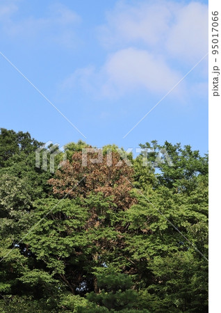 各地の公園や山林で紅葉と見間違えるナラ枯れが見受けられる 各地の公園や山林で紅葉と見間違えるナラ枯れが見受けられる 95017066