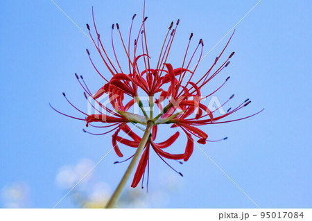 彼岸花 彼岸花 95017084