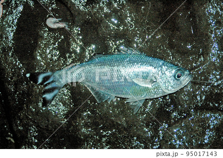 釣れたギンユゴイを海食棚に寝かせて撮った 釣れたギンユゴイを海食棚に寝かせて撮った 95017143