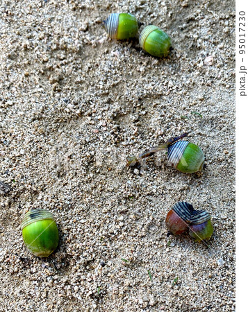 双子のどんぐり、いろいろなどんぐり 双子のどんぐり、いろいろなどんぐり 95017230