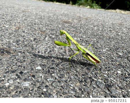 オオカマキリ オオカマキリ 95017231