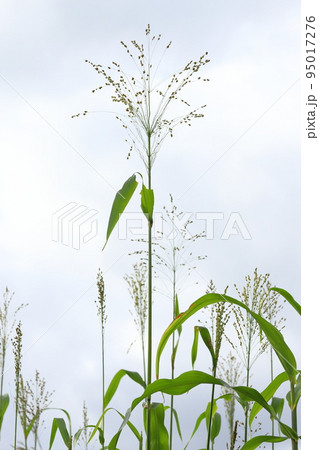 ホウキモロコシ ホウキモロコシ 95017276