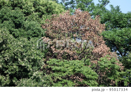 各地の公園や山林で紅葉と見間違えるナラ枯れが見受けられる 95017334