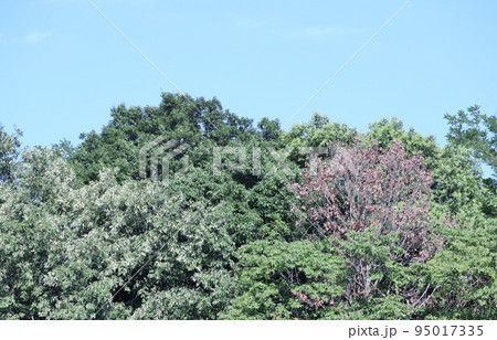 各地の公園や山林で紅葉と見間違えるナラ枯れが見受けられる 各地の公園や山林で紅葉と見間違えるナラ枯れが見受けられる 95017335