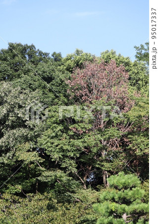 各地の公園や山林で紅葉と見間違えるナラ枯れが見受けられる 95017337