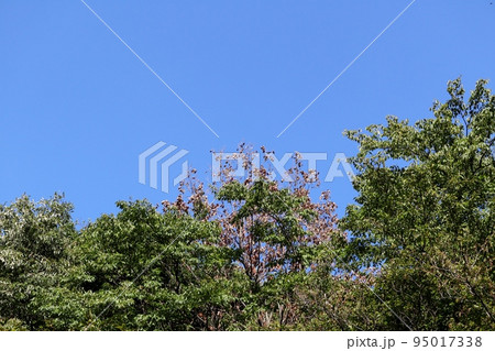 各地の公園や山林で紅葉と見間違えるナラ枯れが見受けられる 各地の公園や山林で紅葉と見間違えるナラ枯れが見受けられる 95017338