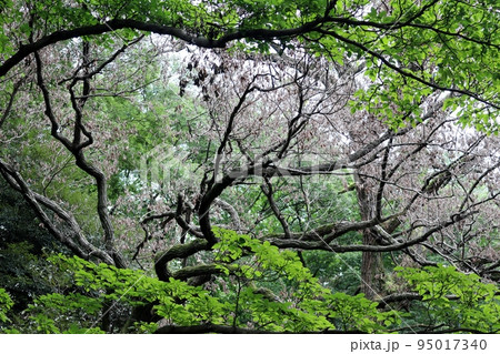 各地の公園や山林で紅葉と見間違えるナラ枯れが見受けられる 95017340