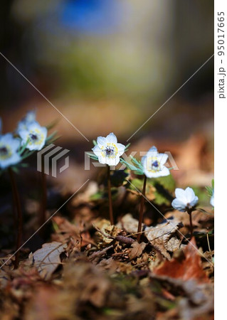 セツブンソウ セツブンソウ 95017665