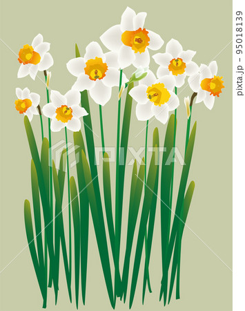 満開に咲くスイセンの白い花　色バック 95018139