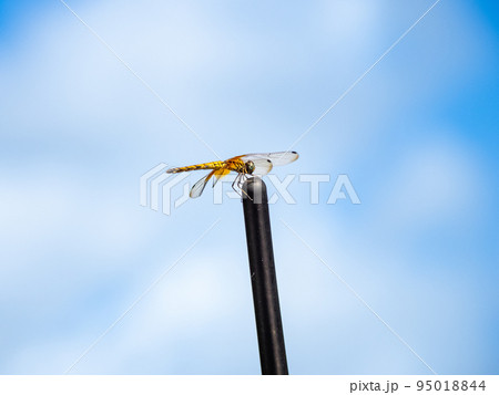 ウスバキトンボ 95018844