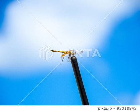 ウスバキトンボ 95018845