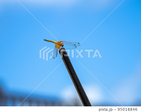 ウスバキトンボ ウスバキトンボ 95018846