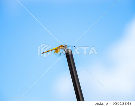 ウスバキトンボ ウスバキトンボ 95018848