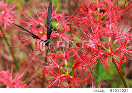 彼岸花 黒揚羽蝶 クロアゲハチョウ 彼岸花 黒揚羽蝶 クロアゲハチョウ 95019023