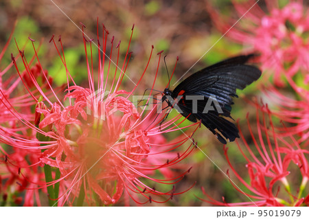 彼岸花　黒揚羽蝶　クロアゲハチョウ 95019079