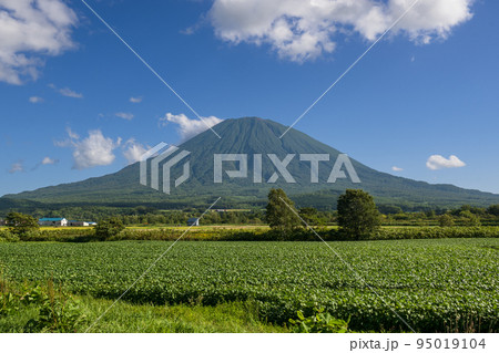 雄大な姿を見せる蝦夷富士 夏の羊蹄山 雄大な姿を見せる蝦夷富士 夏の羊蹄山 95019104
