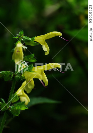 キバナアキギリの花 95019223