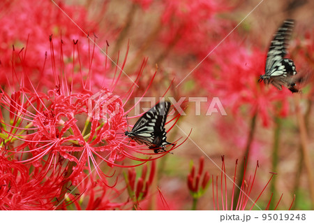 彼岸花にとまる アゲハチョウ 彼岸花にとまる アゲハチョウ 95019248