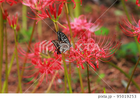 彼岸花にとまる アゲハチョウ 彼岸花にとまる アゲハチョウ 95019253