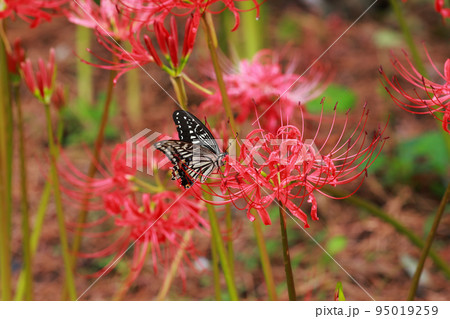 彼岸花にとまる アゲハチョウ 彼岸花にとまる アゲハチョウ 95019259